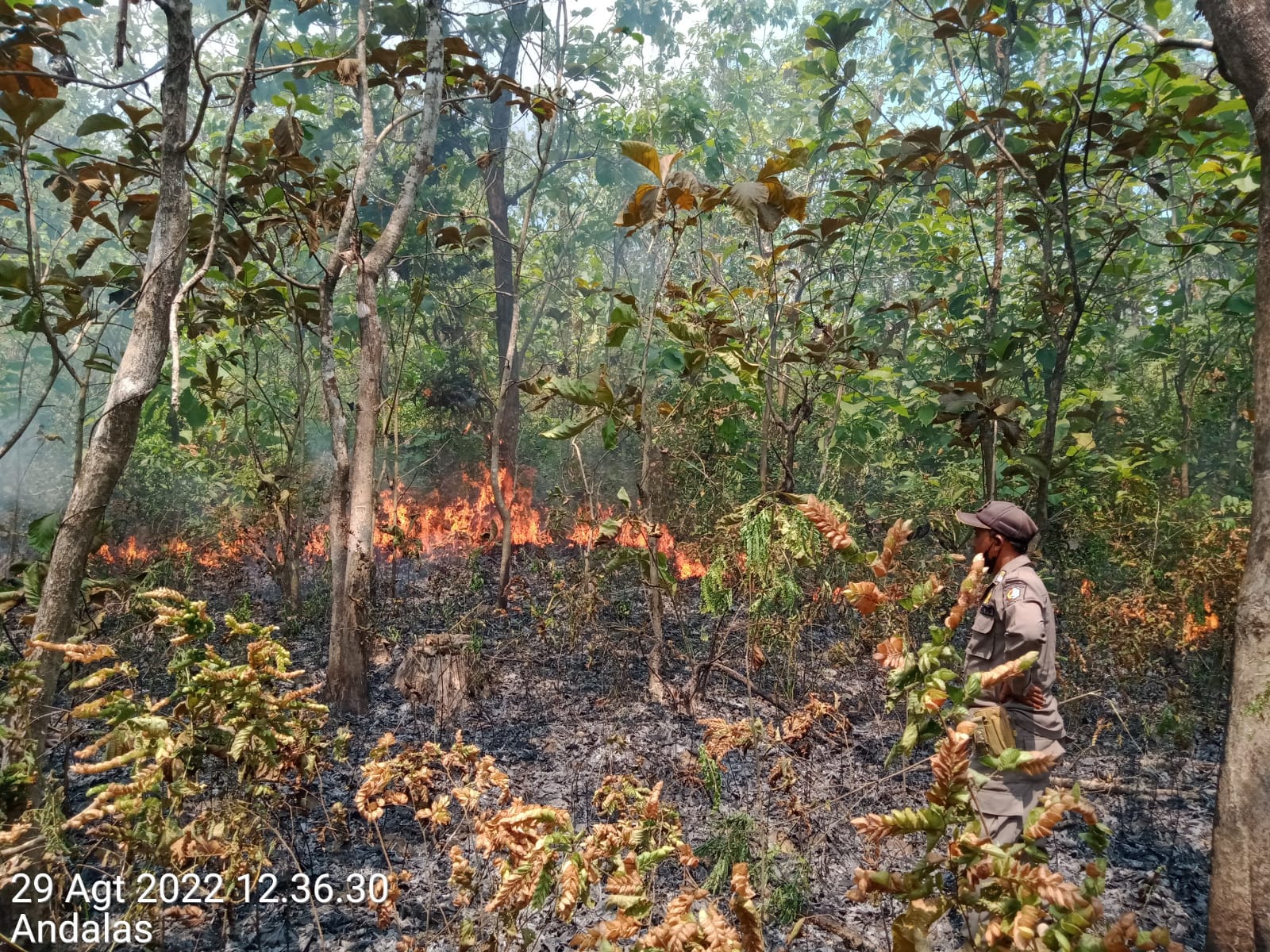 KEBAKARAN HUTAN